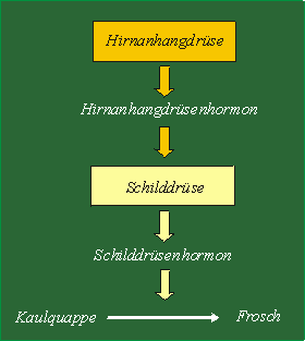 Schema