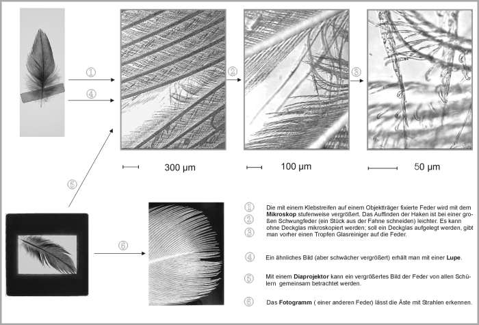 Feder unter dem Mikroskop